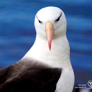 אנטרקטיקה | חבלי ארץ