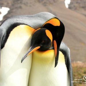 אנטארקטיקה