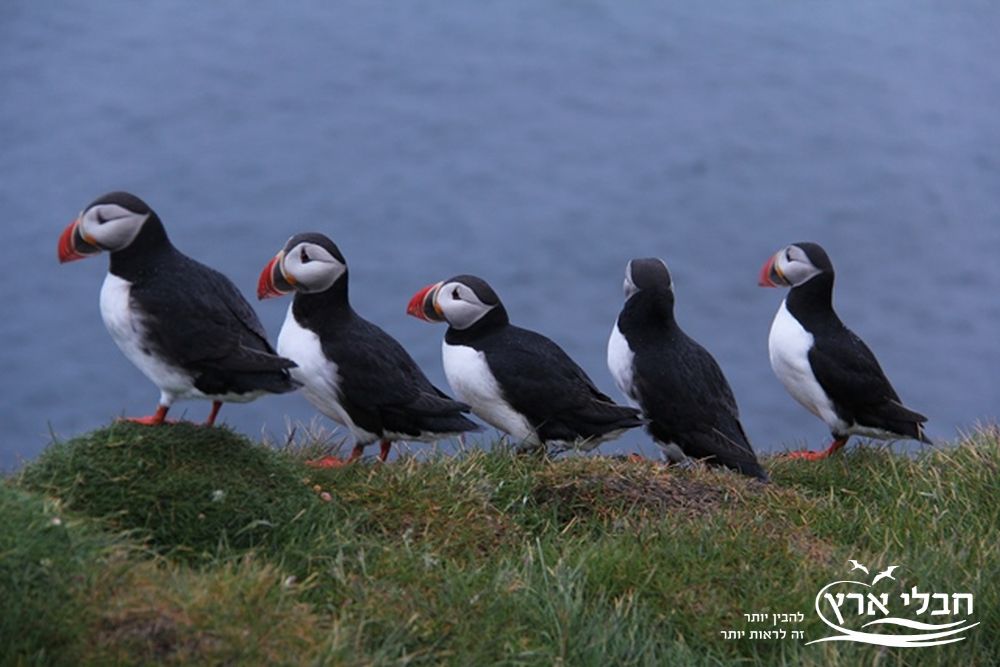 איסלנד | חבלי ארץ