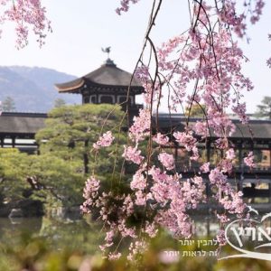 פריחת הדובדבן ביפן | חבלי ארץ