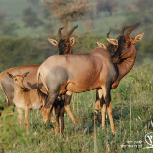 טנזניה | חבלי ארץ
