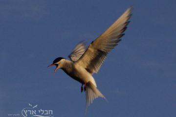 מיתולוגיה נורדית – תנופה מחודשת